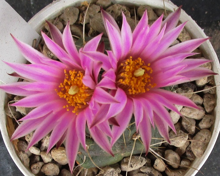 Echinocereus knippelianus 