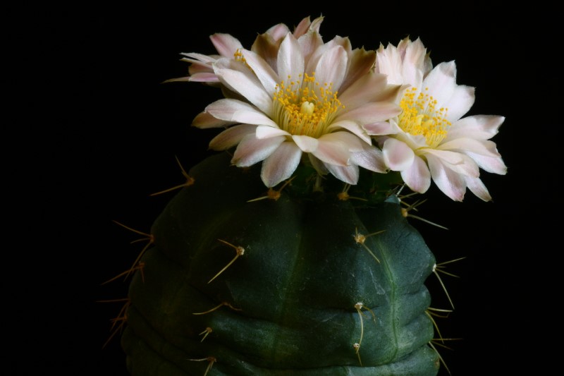 Echinocereus knippelianus ssp. kruegeri 