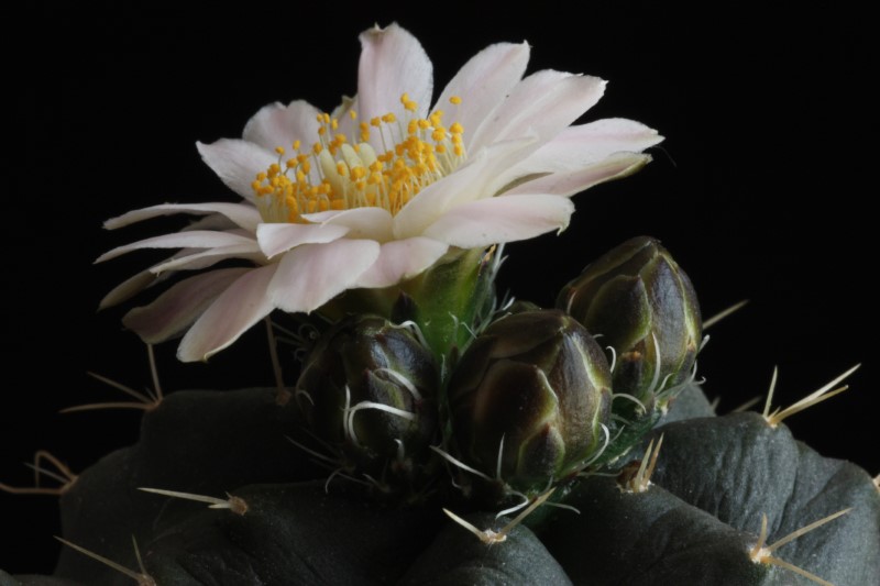 echinocereus  knippelianus ssp. kruegeri