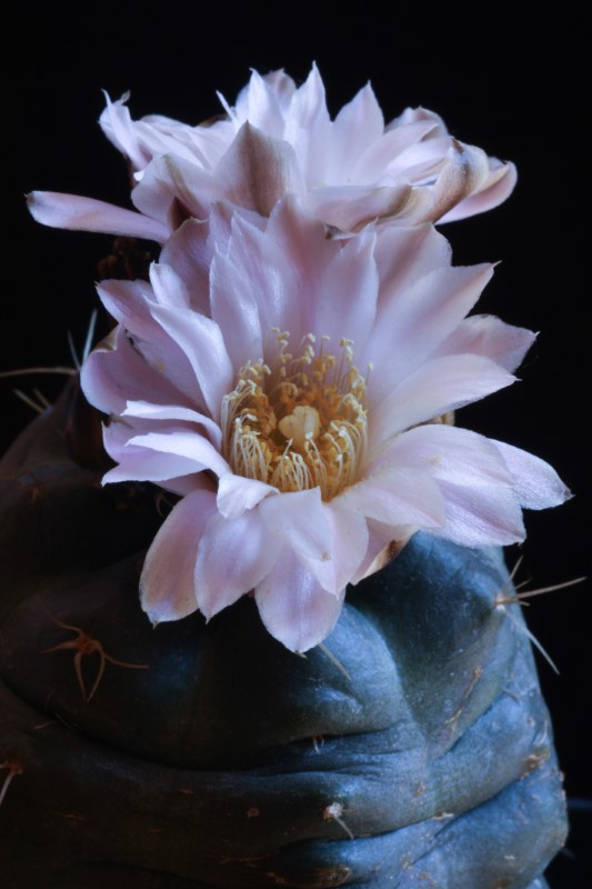 Echinocereus  knippelianus ssp. kruegeri 