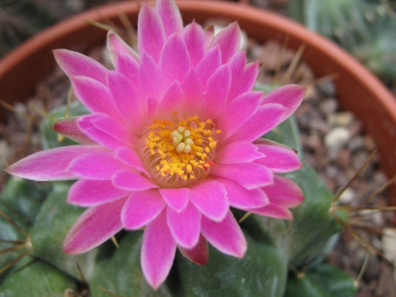 Echinocereus knippelianus ssp. reyesii L1237a