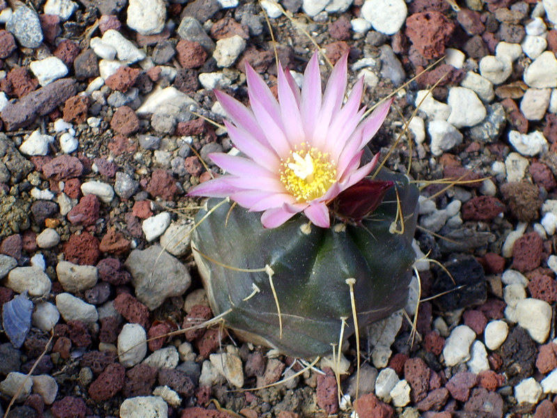 Echinocereus  knippelianus 