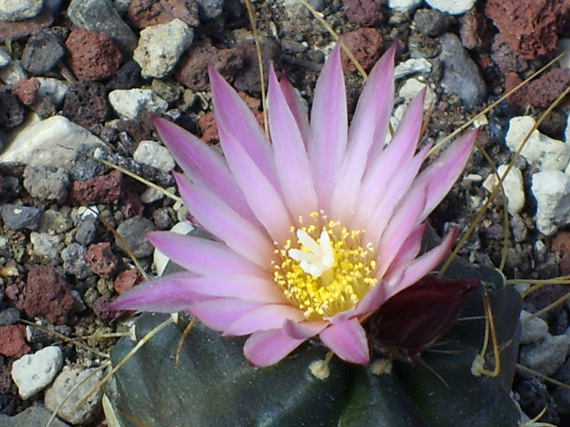 Echinocereus  knippelianus 