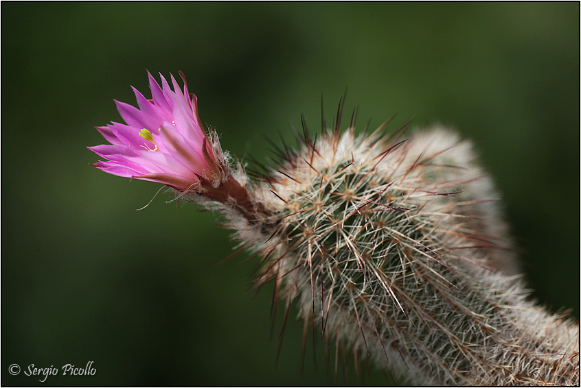 Echinocereus laui 