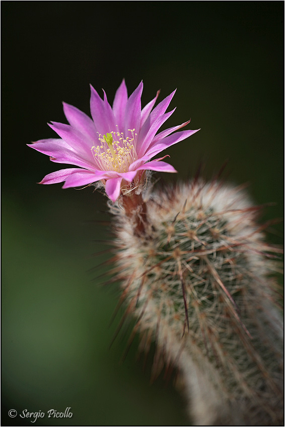 Echinocereus laui 