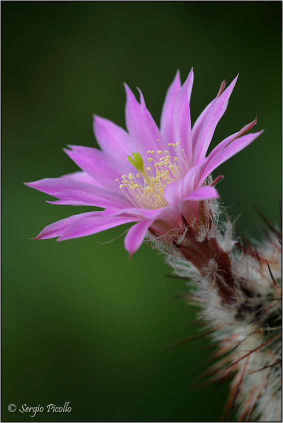 Echinocereus  laui 