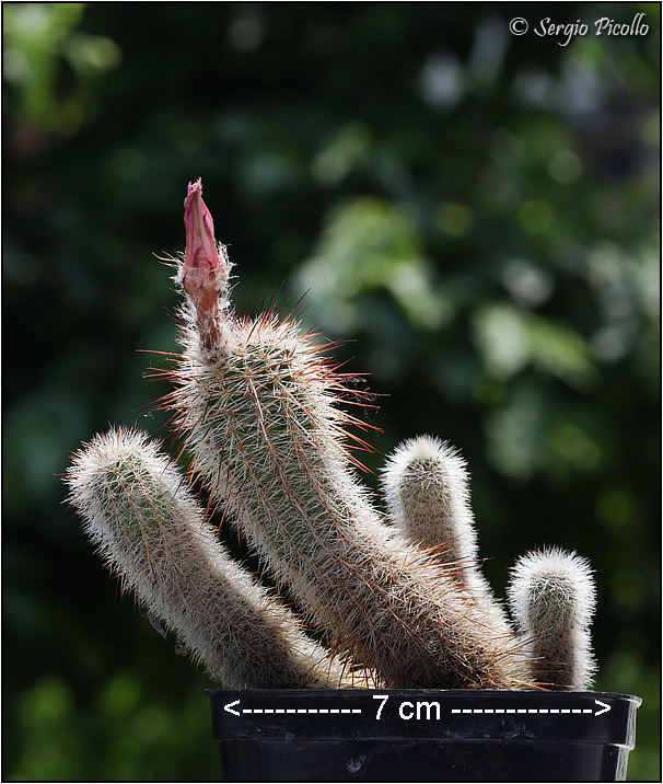 echinocereus  laui