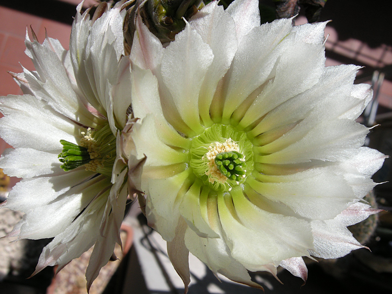 Echinocereus  leucanthus 