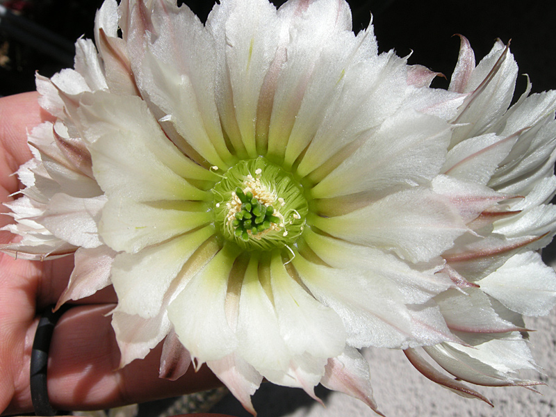 Echinocereus leucanthus 