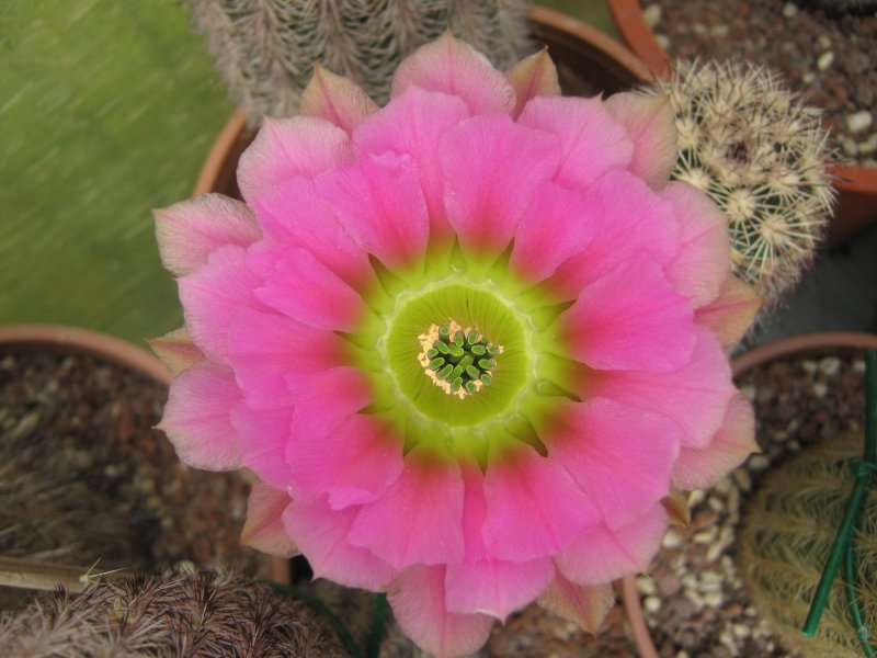 Echinocereus  lloydii SB731