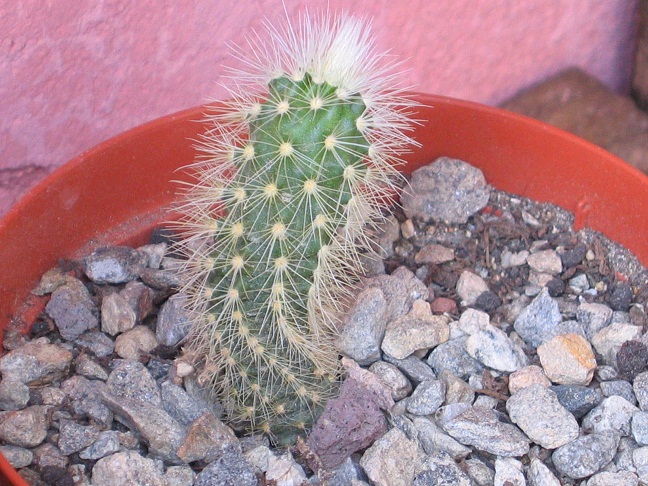 echinocereus longisetus ssp. fraudenbergeri