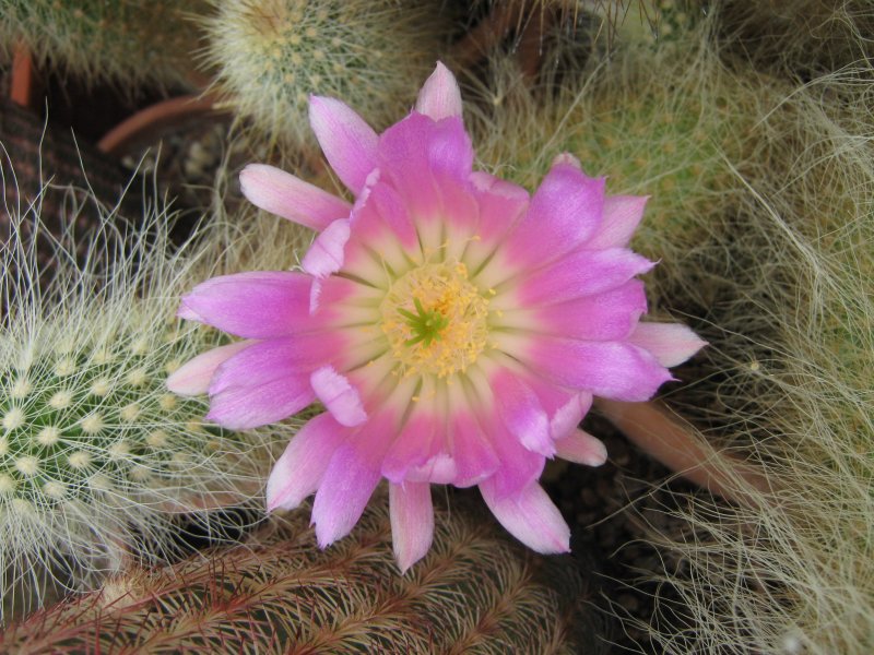 echinocereus  longisetus ssp. delaetii