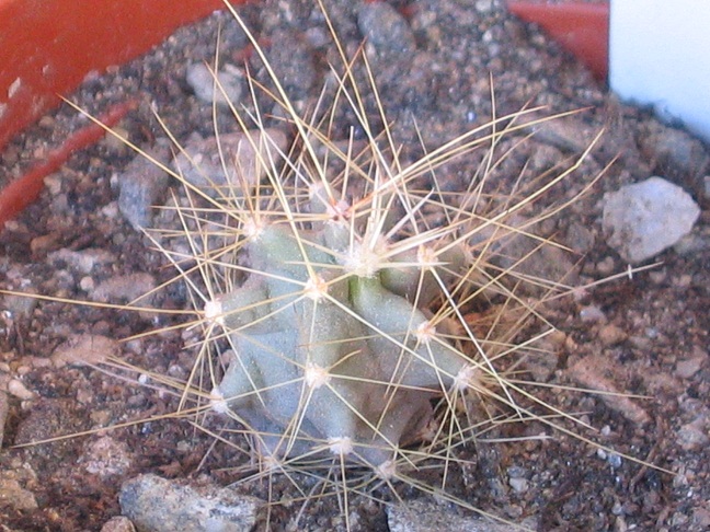 Echinocereus mapimiensis 