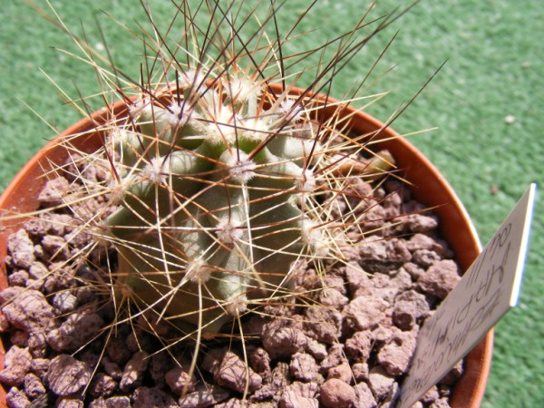 echinocereus  mapimiensis