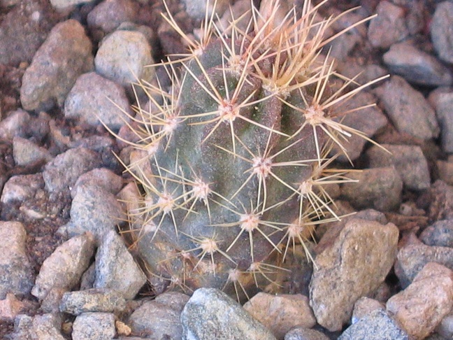 Echinocereus maritimus 