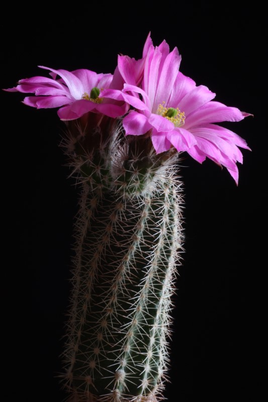 Echinocereus  metornii 