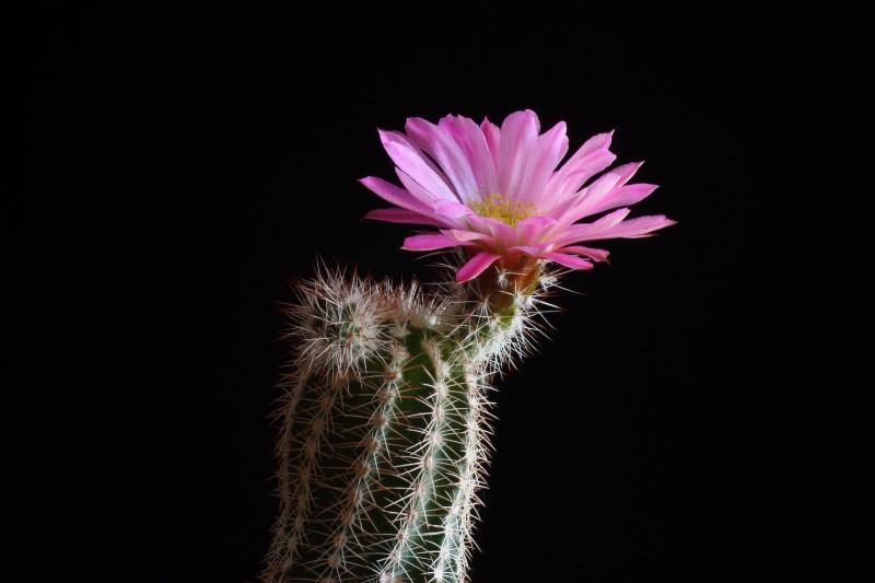 Echinocereus  metornii 