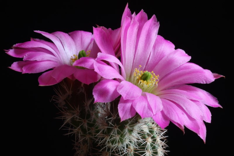 Echinocereus metornii 