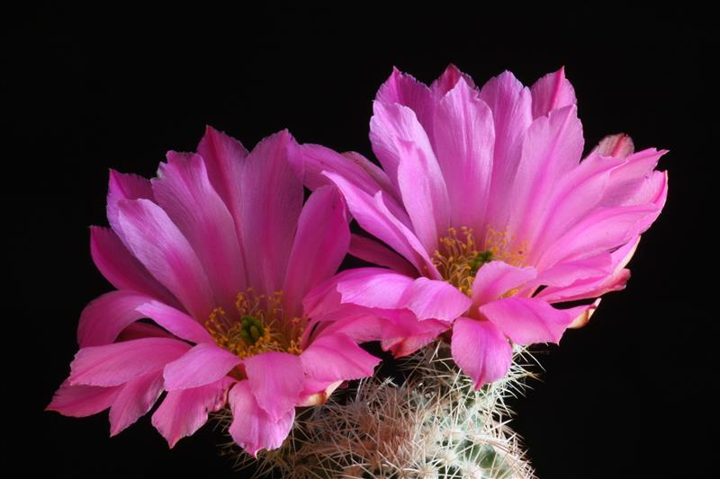 Echinocereus metornii 