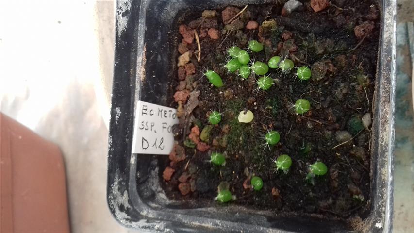 Echinocereus metornii ssp fobeanus 