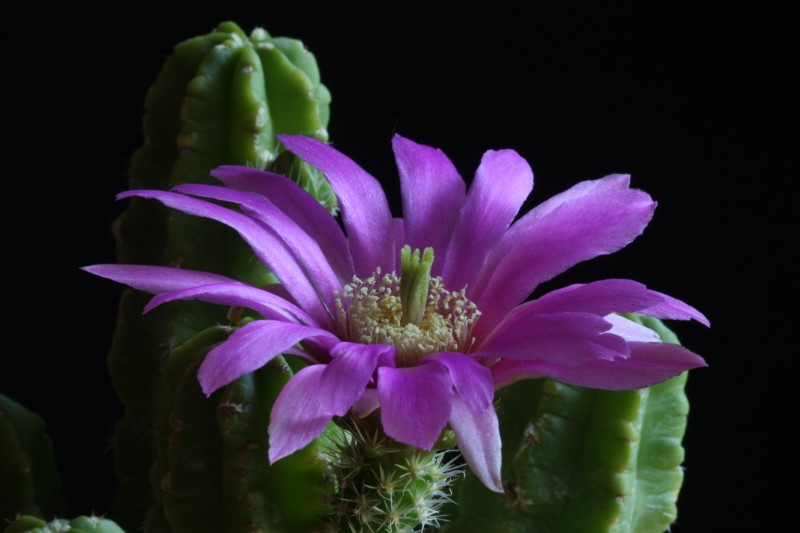 Echinocereus morricalii 