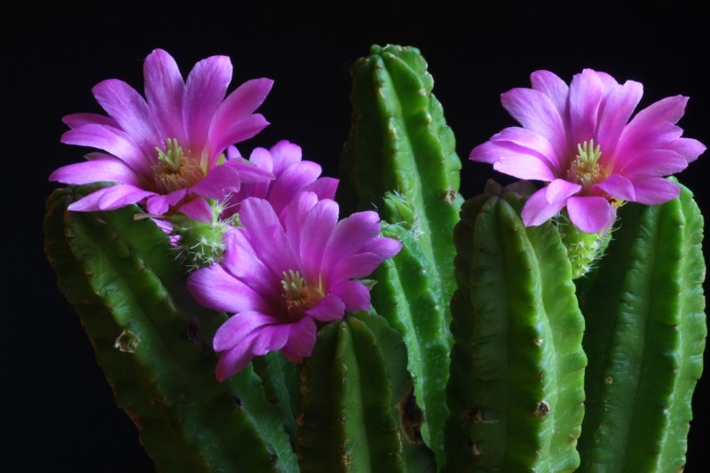 Echinocereus morricalii 