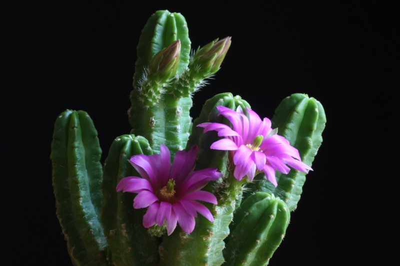 Echinocereus viereckii ssp. morricalii 