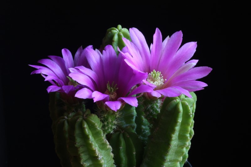 Echinocereus  viereckii ssp. morricalii 