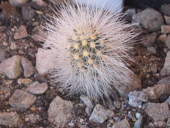 Echinocereus nivosus SB290