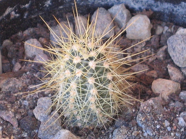 Echinocereus pacificus ssp. monbergerianus 