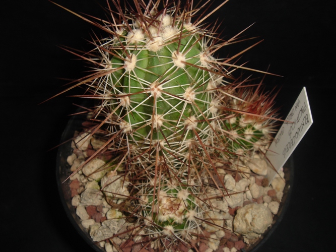 Echinocereus pacificus 