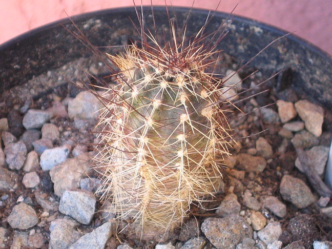 Echinocereus palmeri 