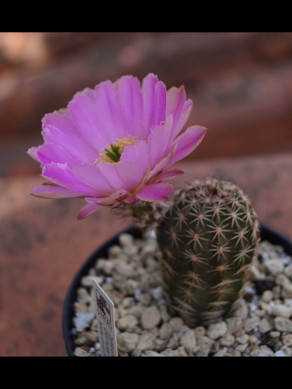 echinocereus  pamanesiorum