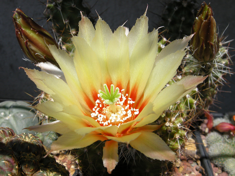 Echinocereus papillosus 