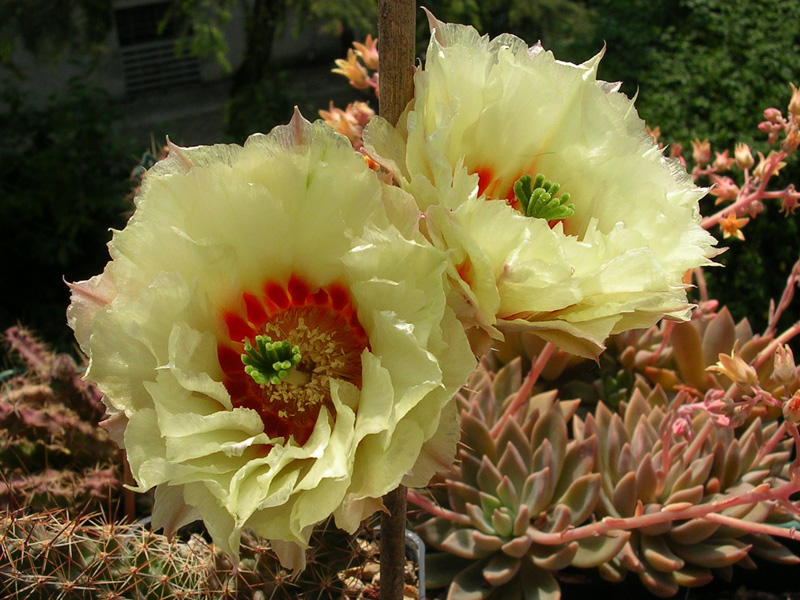 Echinocereus  papillosus v. angusticeps SB1787