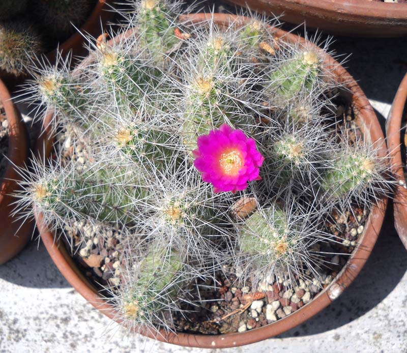 Echinocereus  parkeri 