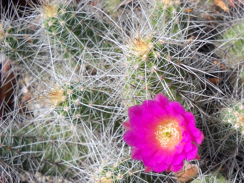 Echinocereus parkeri 