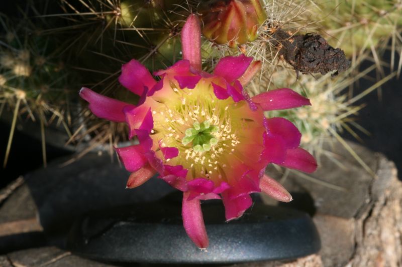 Echinocereus  parkeri Z24