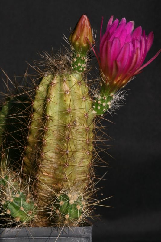 Echinocereus parkeri Z24