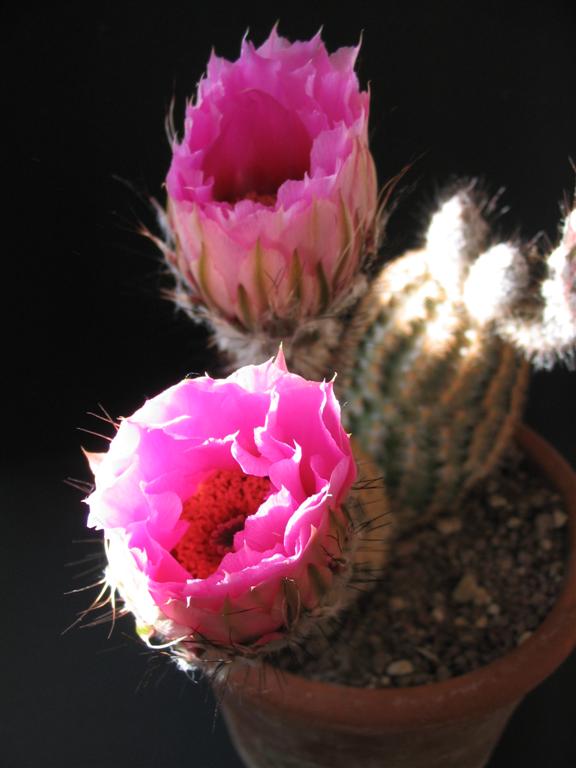 Echinocereus pectinatus 