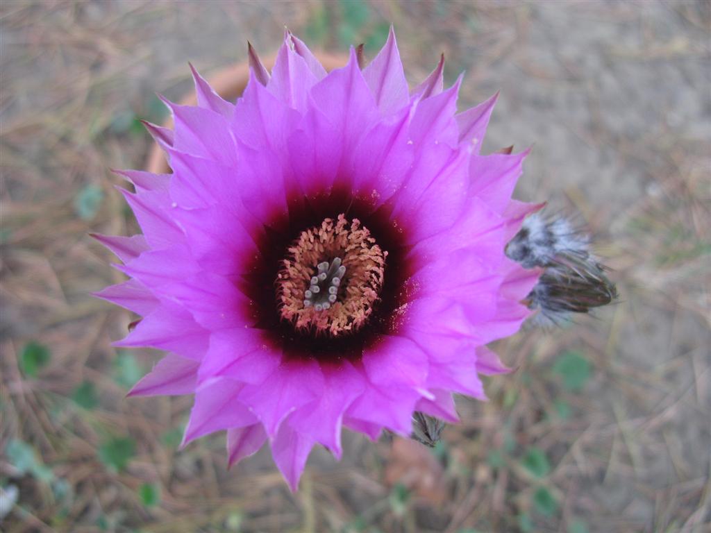 Echinocereus  pectinatus 