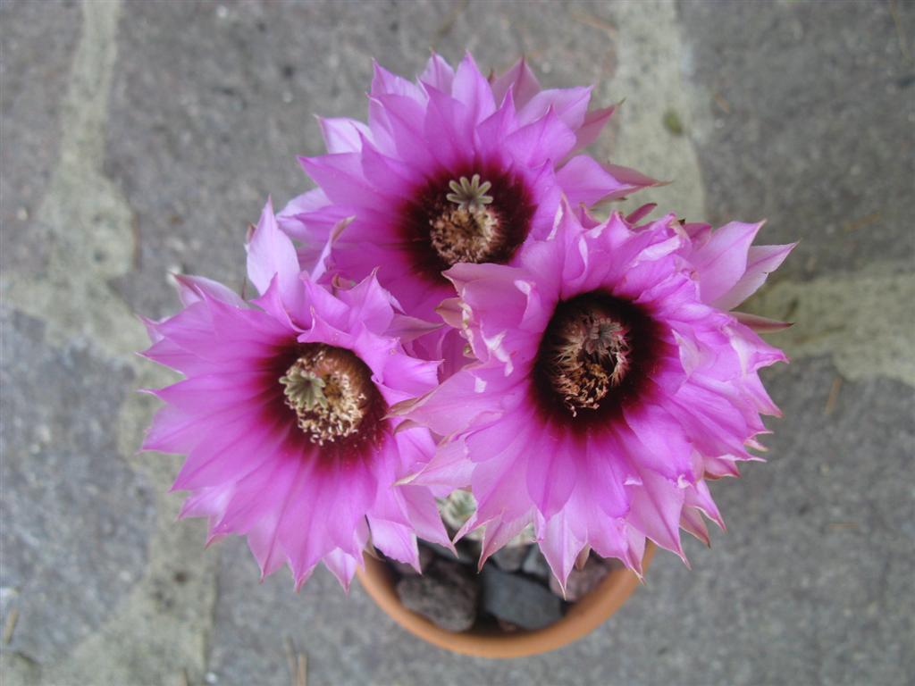 Echinocereus  pectinatus 