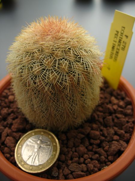 Echinocereus  pectinatus P278