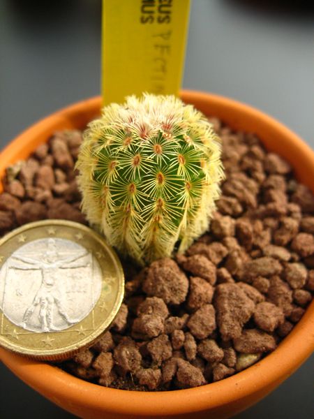 Echinocereus  rigidissimus v. rubispinus 