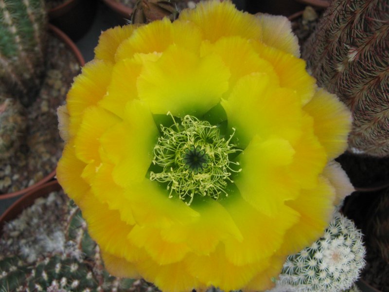 echinocereus  pectinatus ssp. ctenoides