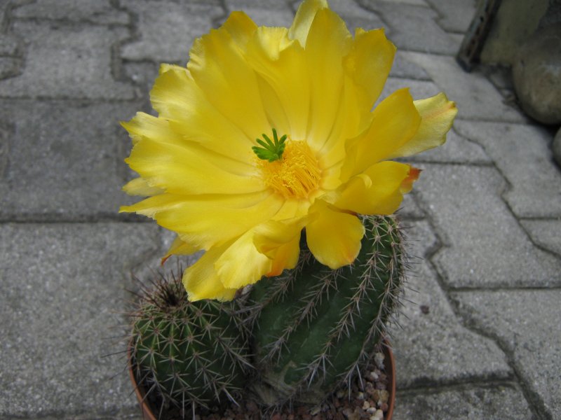 echinocereus dasyacanthus ssp. rectispinus