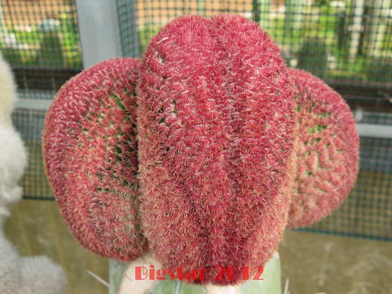 Echinocereus rigidissimus v. rubispinus f. cristatus 