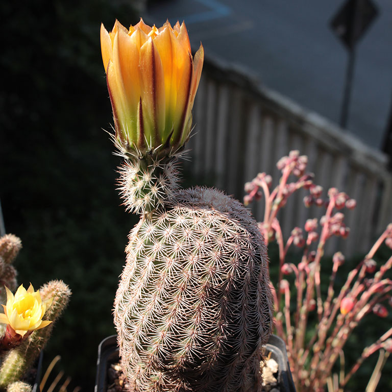 Echinocereus  pectinatus ssp. wenigeri BW 116