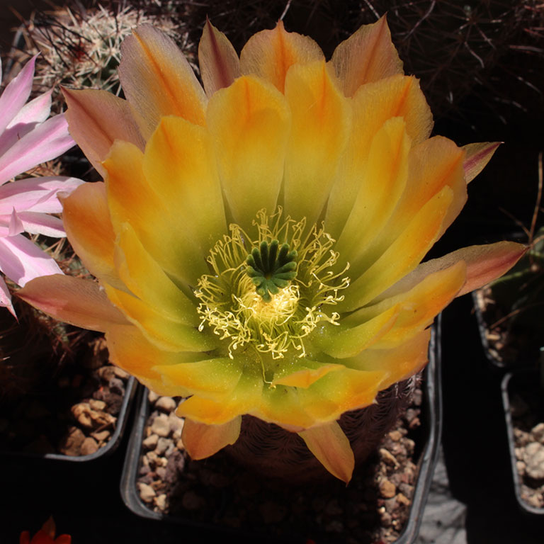 Echinocereus  pectinatus ssp. wenigeri BW 116