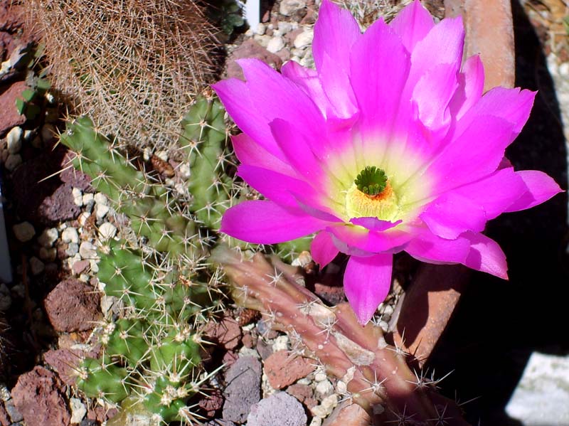 Echinocereus  pentalophus 
